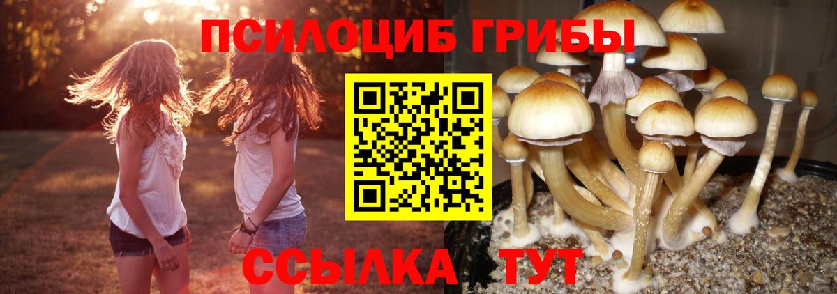 Галлюциногенные грибы Psilocybe Новый Уренгой